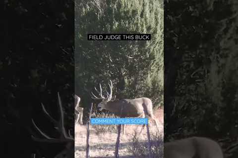 Comment what you think this big mule deer buck scores! #muledeer #bigbucks #muledeerhunting #score