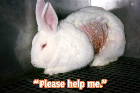 The Challenges of Animal Testing