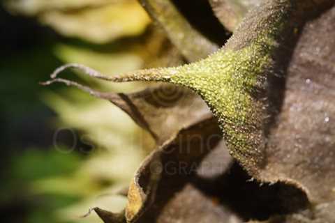 Garden And Sunflower VI