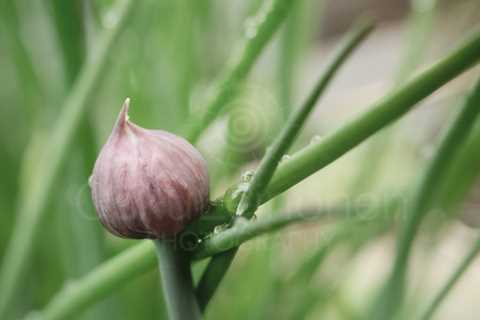 Chives III