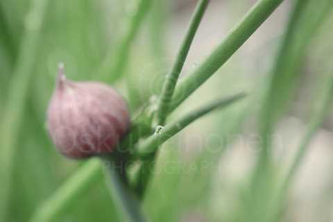 Chives I