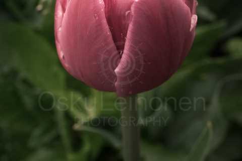 Tenderly Pink Flower I