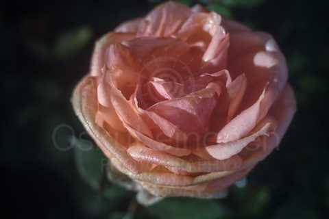 Rose At Night IV