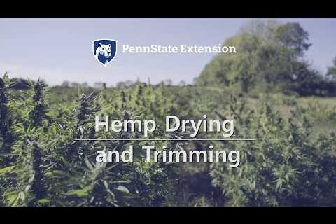 Hemp Drying and Trimming