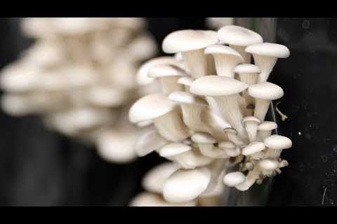 Family runs vertical mushroom farm with the help of hemp