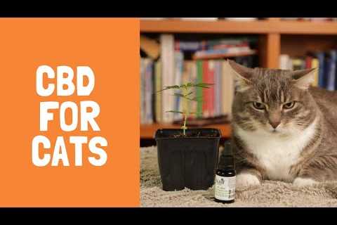 CBD for Cats: Top 7 Benefits