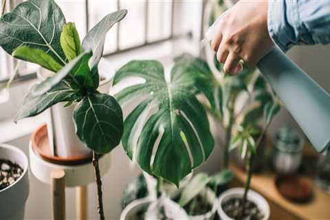 Can indoor plants really improve air quality and enhance home decor?