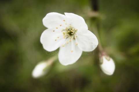 Cherry Blossoms In Pispala Garden II