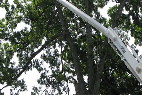 Safety Precautions for Tree Service Equipment: A Guide for Tree Workers