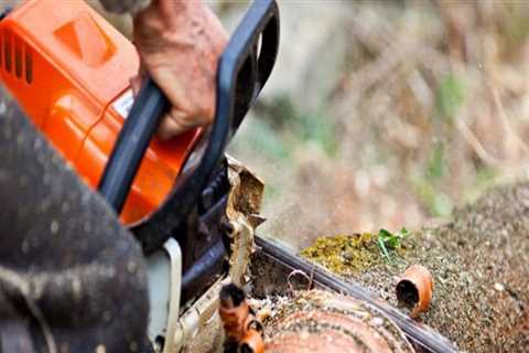 15 Essential Safety Tips for Tree Pruning and Removal