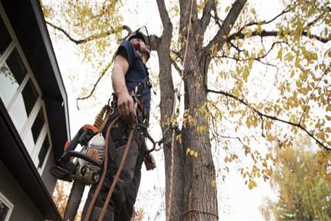 The Essential Guide to Purchasing Tree Service Equipment