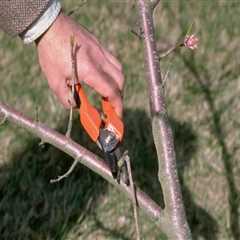 What tool is used to cut tree branches?
