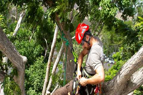 Are there different types of arborists?