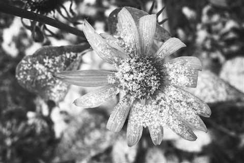 Flower And Snow Black And White Photo III