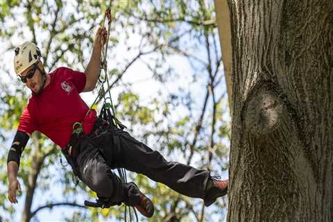 How do tree climbers work?