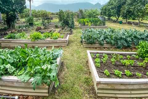 How to Tell if the Food You're Buying is Truly Certified Organic from a Farm on Oahu