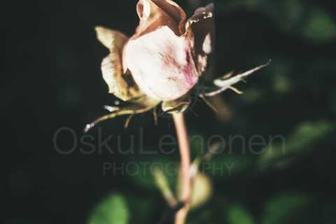 Rose At Night I