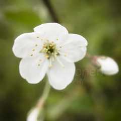 Cherry Blossoms In Pispala Garden VII