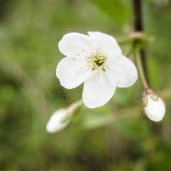 Cherry Blossoms In Pispala Garden IV