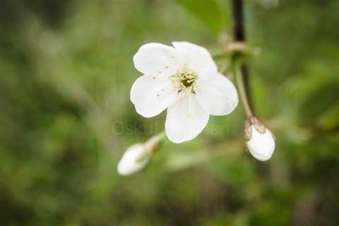 Cherry Blossoms In Pispala Garden IV