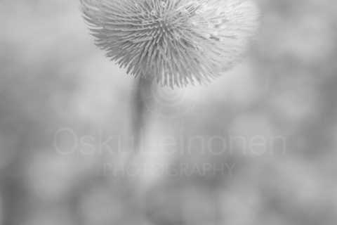 Twelve Bokeh Flowers I