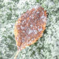 Leaf And Ice I