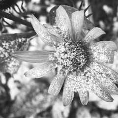 Flower And Snow Black And White Photo III
