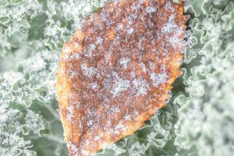 Leaf And Ice I