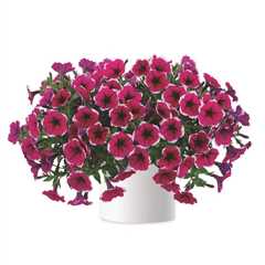 Aldi's £1.89 floral beauties that'll transform your garden into a summer wonderland