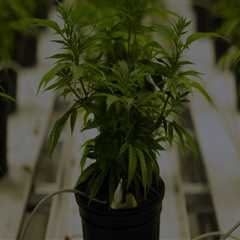 The Importance of Education at Dispensaries in Maricopa County, Arizona
