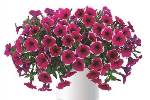 Aldi's £1.89 floral beauties that'll transform your garden into a summer wonderland
