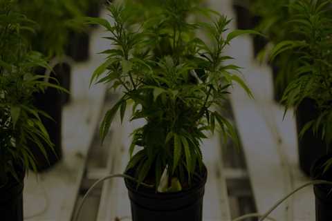 The Importance of Education at Dispensaries in Maricopa County, Arizona