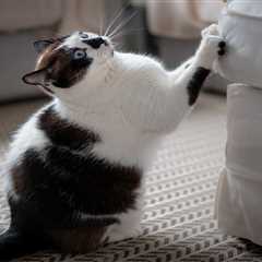 Your Pet Problems Solved (And Why Chairman Meow Made Me Laugh Out Loud)