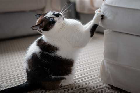 Your Pet Problems Solved (And Why Chairman Meow Made Me Laugh Out Loud)
