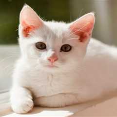 Listen, Your White Cat Really Can Get Sunburned (And Other Pet Stuff I Wish More People Knew)