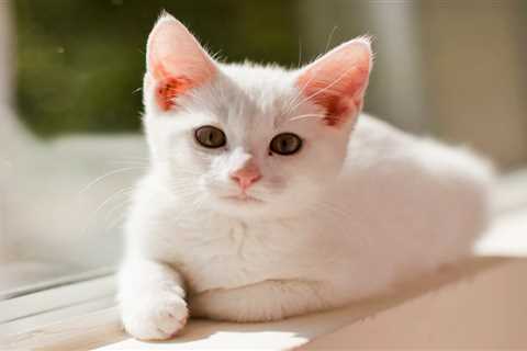 Listen, Your White Cat Really Can Get Sunburned (And Other Pet Stuff I Wish More People Knew)