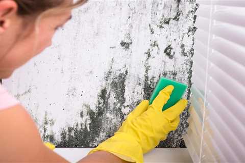 Your House is Basically a Petri Dish (And Five Ways to Fix It Without Going Broke)