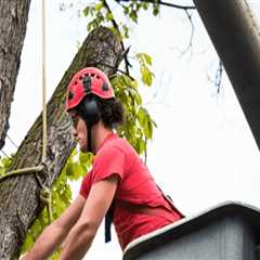 Arborist Tools Strategies for Clearing Areas Used for Bounce House Rentals