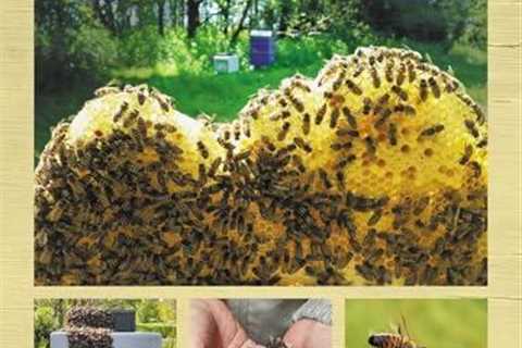 Practical Guide for Thoughtful Beekeepers