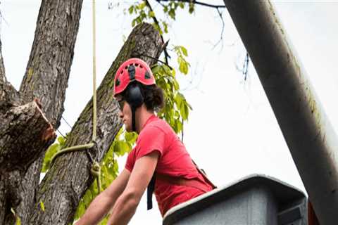 Arborist Tools Strategies for Clearing Areas Used for Bounce House Rentals